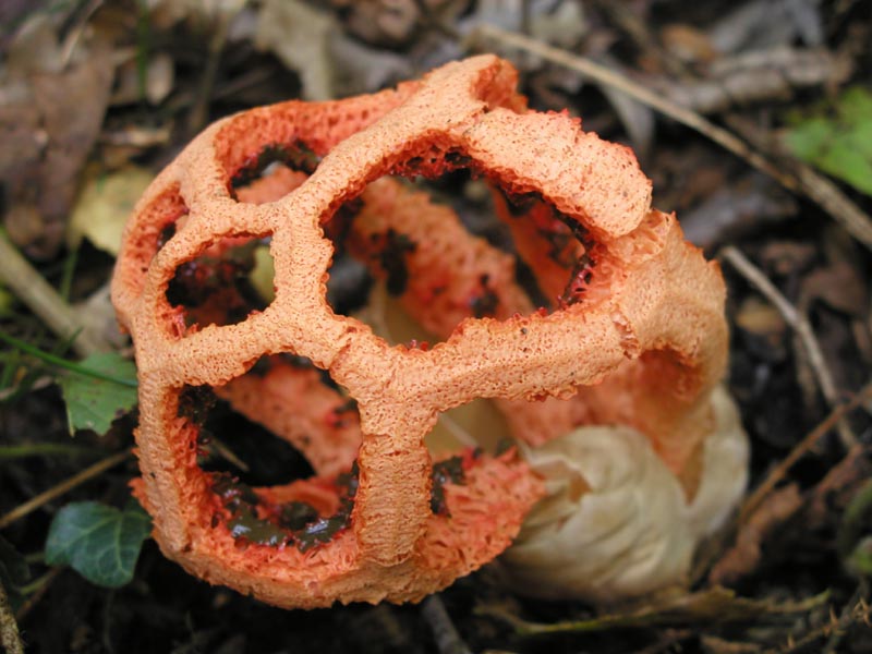 Clathrus cancellatus